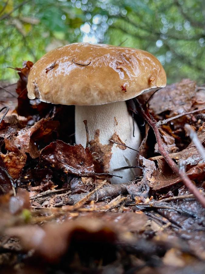 Cichy Zakątek dom na wyłączność ,Janowiec,Kazimierz Dolny,Magiczne Ogrody Zewnętrze zdjęcie