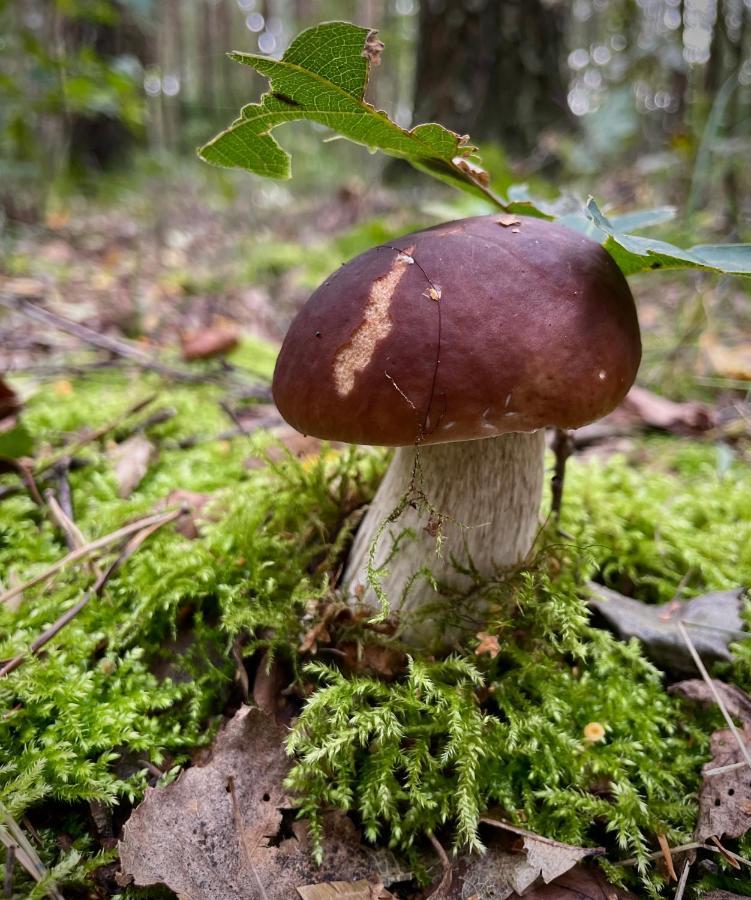 Cichy Zakątek dom na wyłączność ,Janowiec,Kazimierz Dolny,Magiczne Ogrody Zewnętrze zdjęcie